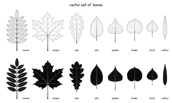 Vector set of autumn leaves. Elements of a various trees with detailed margins. Rowan, maple and oak. Elm, poplar, birch. American linden and willow leaves. Outlines and silhouettes. Black and white