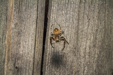 Spider makes a web and prepares for the hunt