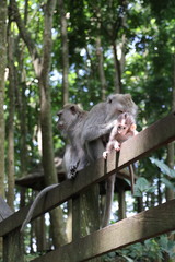 monkey family with baby cute