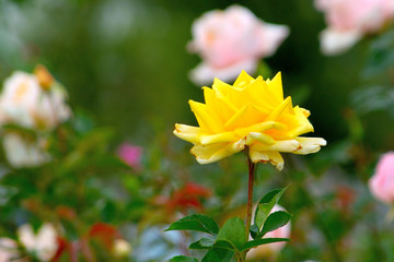 高松港バラ園にて幸せの黄色いバラ