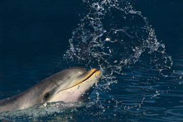 Große Tümmler (Tursiops truncatus) spuckt Wasser, Kopf Seitenansicht