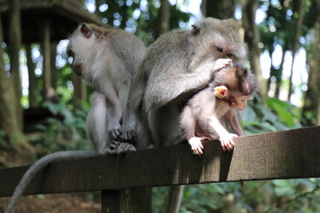monkey family with baby cute