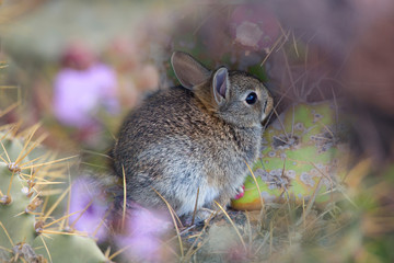 Wildkaninchen (Oryctolagus cuniculus) Jungtier auf Lavagestein, Insel Lanzarote, Spanien, Europa