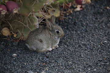 Wildkaninchen (Oryctolagus cuniculus) Jungtier auf Lavagestein, Insel Lanzarote, Spanien, Europa