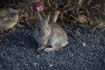 Wildkaninchen (Oryctolagus cuniculus) Jungtier auf Lavagestein, Insel Lanzarote, Spanien, Europa