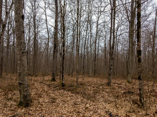 Deciduous forest with fallen yellow foliage covering the ground on a cloudy day.