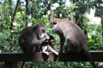 monkey family with baby cute