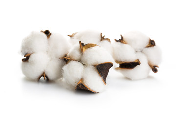 several flowers of cotton isolated on a white background
