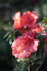 Blooming azaleas in the botanical garden, blossoming flowers on the bushes in greenhouse