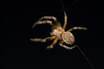 Spider makes a web and prepares for the hunt