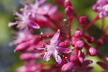 close up of pink flowers in the garden