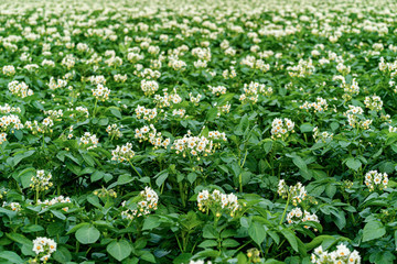 Fototapeta premium Flowering potatoes growing in a field in rural Prince Edward Island, Canada.