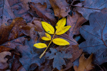 colored autumn leaves in nature