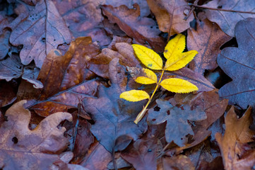 colored autumn leaves in nature