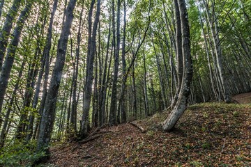 Naklejka premium Parco Nazionale delle Foreste Casentinesi, Italy