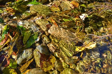 surface of water  continuously flowing stream, with rocks and fallen autumn leaves visible under it