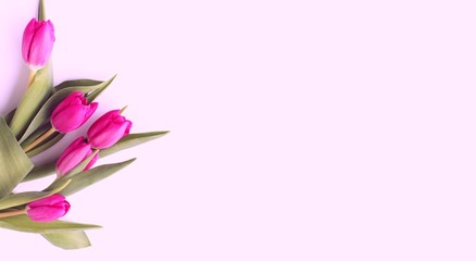 Spring bouquet. Pink tulips on a light pink background. Delicate, pastel colors. Background for greetings and postcards. © Olirina