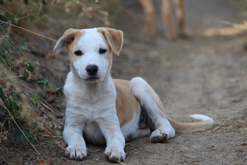 white and brown cute puppy image