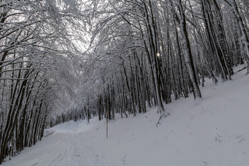 Parco Nazionale delle Foreste Casentinesi, Italy