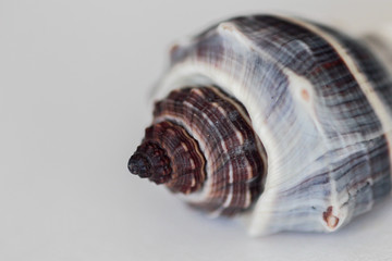 shell on white background