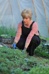 Naklejka na ściany i meble Agriculture, female farmer in greenhouse