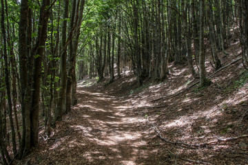 Obraz premium Parco Nazionale delle Foreste Casentinesi, Italy