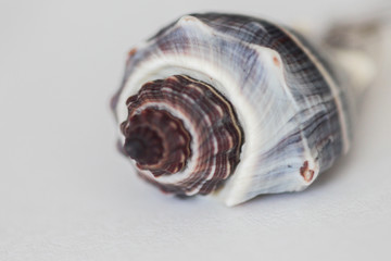 shell on white background
