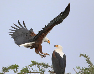 fisheagle