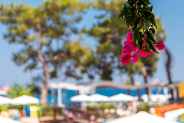 Beautiful view of the tropical garden and the sea on a sunny day from the hotel veranda
