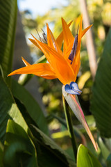 Fiore arancione con petali a a punta in giardino