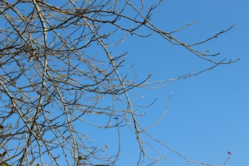 beautiful tree branch wallpaper and background.photo stock