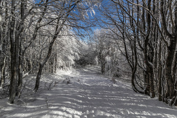 Parco Nazionale delle Foreste Casentinesi, Italy