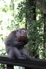 cute monkey eating from a coconut