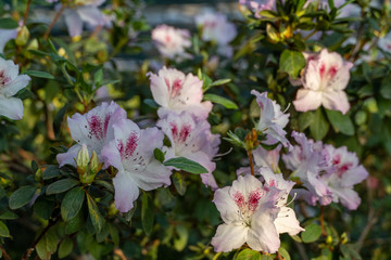 Blooming azaleas in the botanical garden, blossoming flowers on the bushes in greenhouse