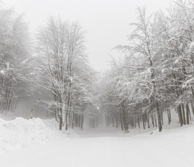 Parco Nazionale delle Foreste Casentinesi, Italy