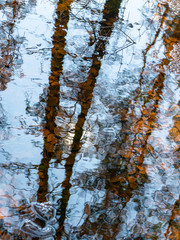 Obraz premium abstract tree and sky reflections in water, fuzzy texture, wallpaper
