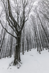 Parco Nazionale delle Foreste Casentinesi, Italy