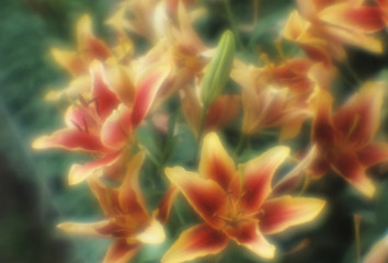 Lily flowers, soft focus