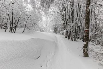 Parco Nazionale delle Foreste Casentinesi, Italy