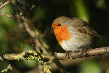 A pretty Robin, Erithacus rubecula, perched on a branch of a Hawthorn tree.
