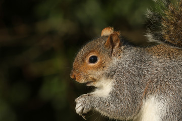 Naklejka na ściany i meble A head shot of a cute Grey Squirrel, Scirius carolinensis, .