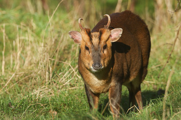 A pretty wild stag Muntjac Deer, Muntiacus reevesi, feeding at the edge of a field in the UK.