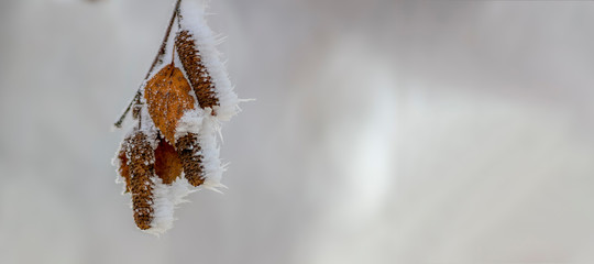 colored autumn leaves in nature