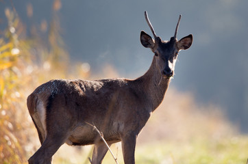 Young red deer in forest on foggy morning