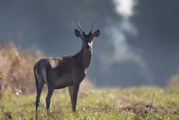 Young red deer in forest on foggy morning