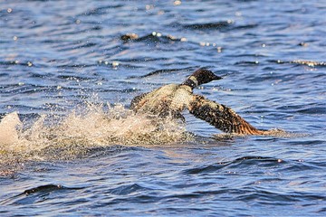 Obraz premium Loon taking flight