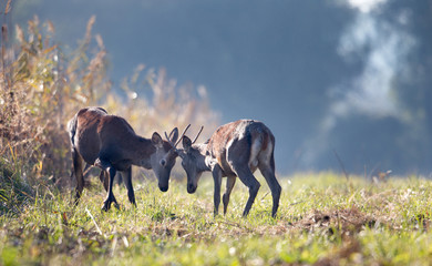 Obraz na płótnie Canvas Young deers plating on meadow