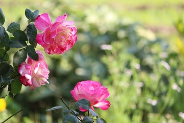 beautiful pink rose in the garden