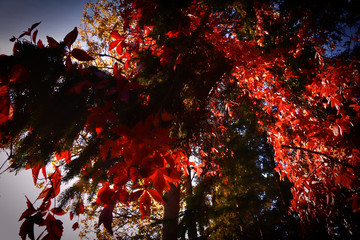 liście, drzewo, czerwień, natura, lato, jesień