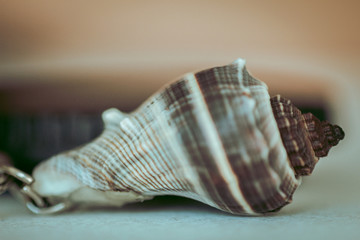 shell on white background